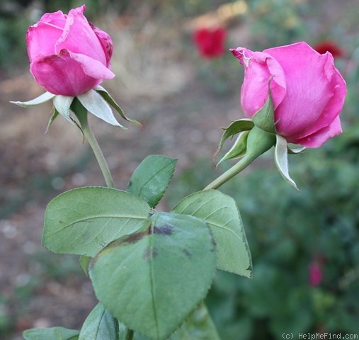 'Mrs. Bryce Allan (Hybrid Tea, Dickson,1916)' rose photo