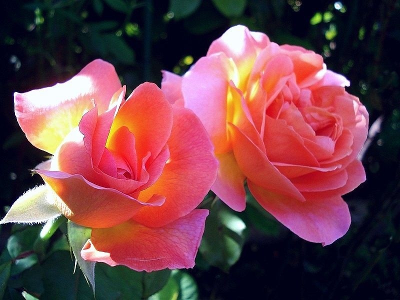 'Typhoon' rose photo