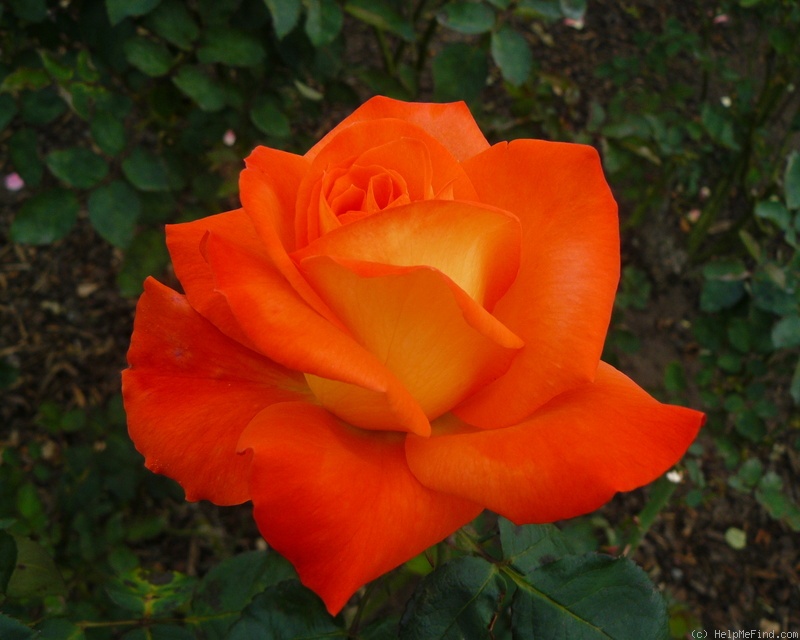 'France Libre ®' rose photo