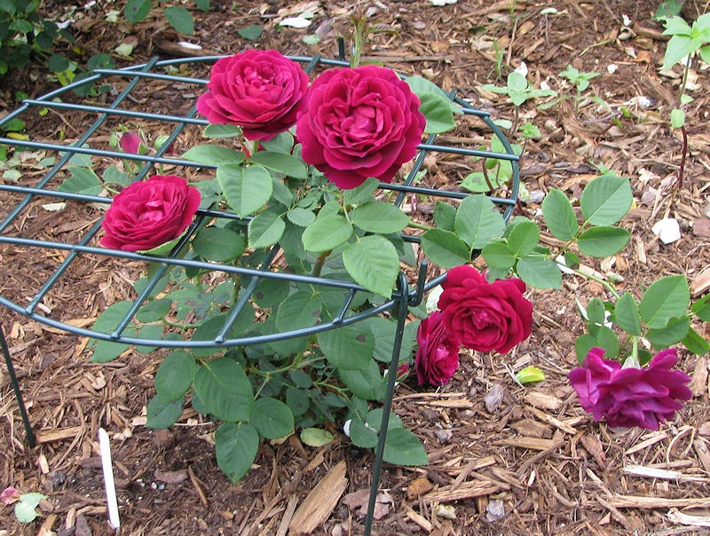 'Souvenir du Docteur Jamain (Hybrid Perpetual, LaCharme, 1865)' rose photo