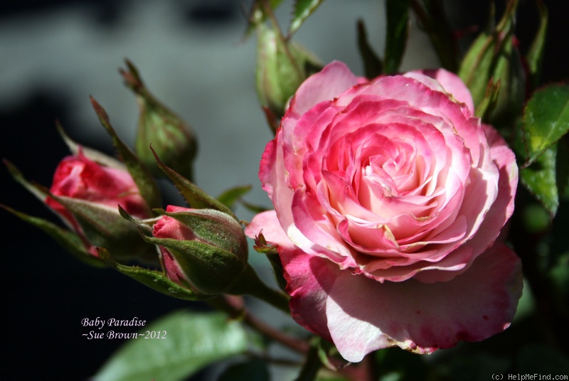 'Baby Paradise ™' rose photo