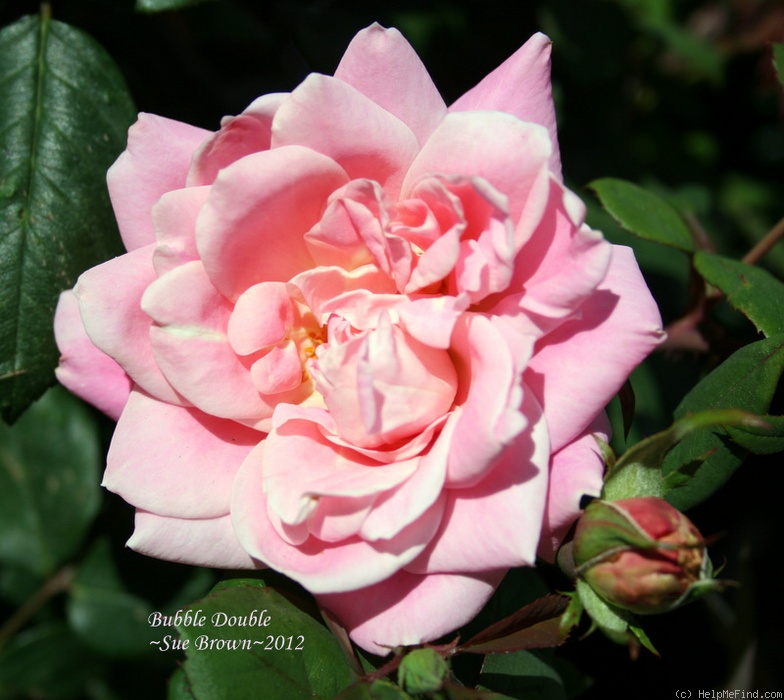 'Bubble Double' rose photo