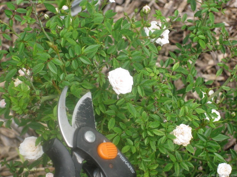 'Si (miniature, Dot, 1957)' rose photo