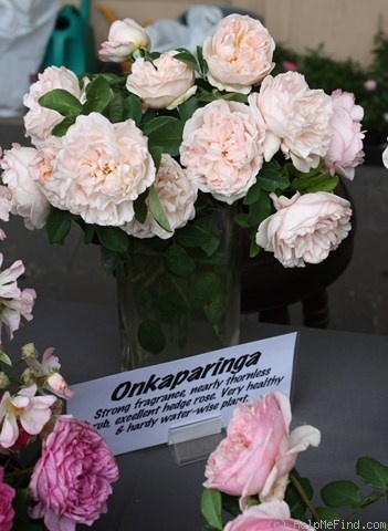 'Onkaparinga' rose photo