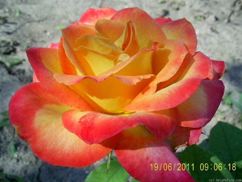 'Alinka (floribunda, Dickson, 1967)' rose photo