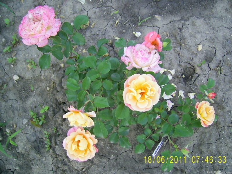 'Cubana ™ (shrub, Kordes 2001)' rose photo