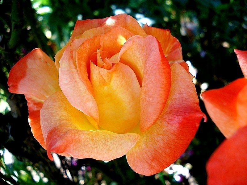 'Lindaraja' rose photo