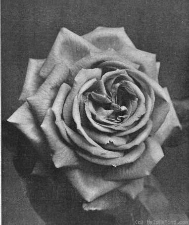 'David R. Williamson' rose photo