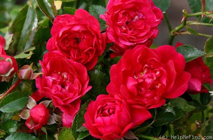 'Red Fairy' rose photo