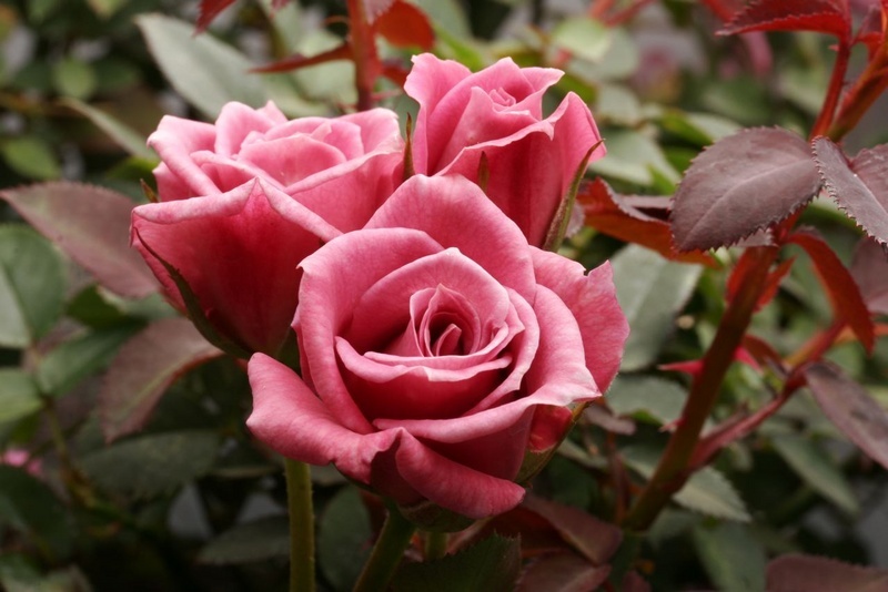 'Diamond Anniversary ™' rose photo