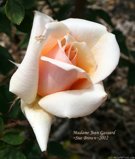 'Madame Jean Gaujard' rose, click to enlarge 'Madame Jean Gaujard' rose photo