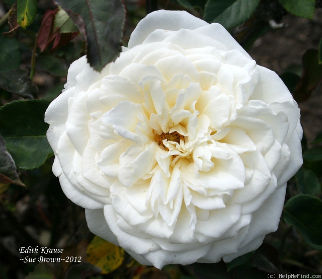 'Edith Krause' rose photo