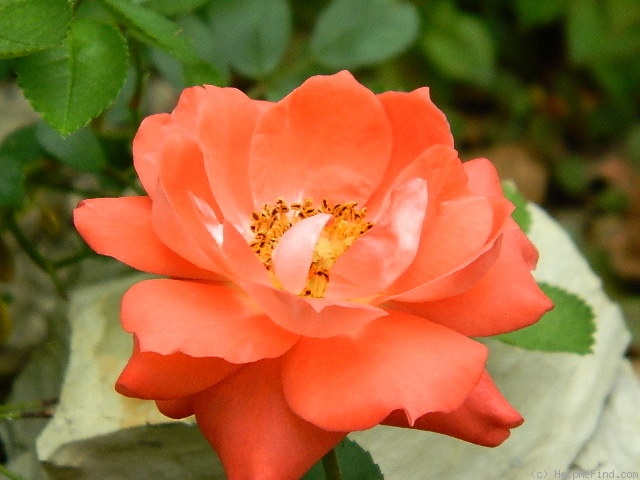 'Torch of Liberty' rose photo