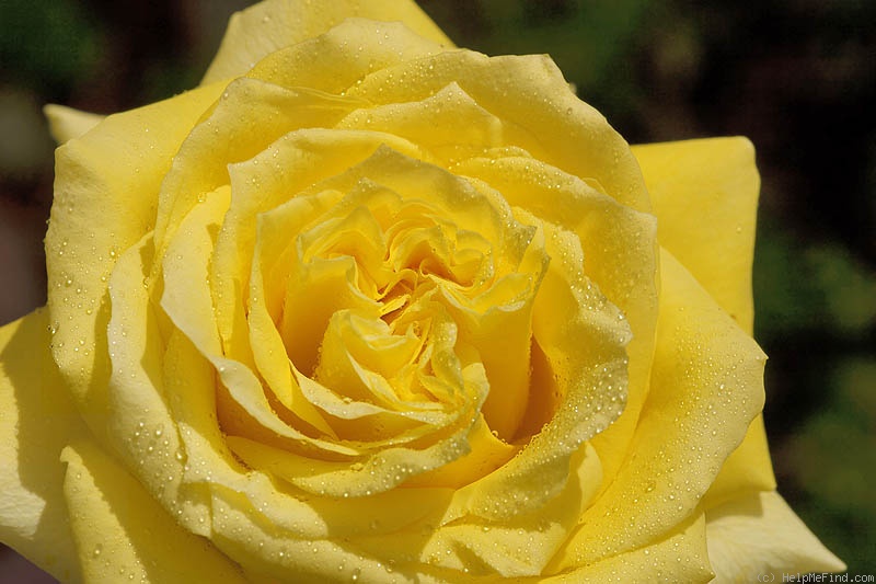 'First Gold' rose photo