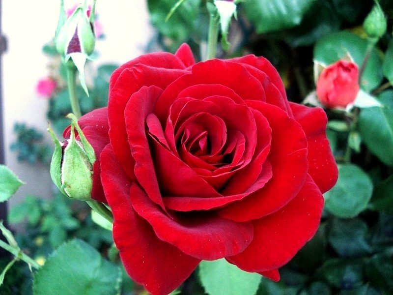 'Le Rouge et le Noir' rose photo