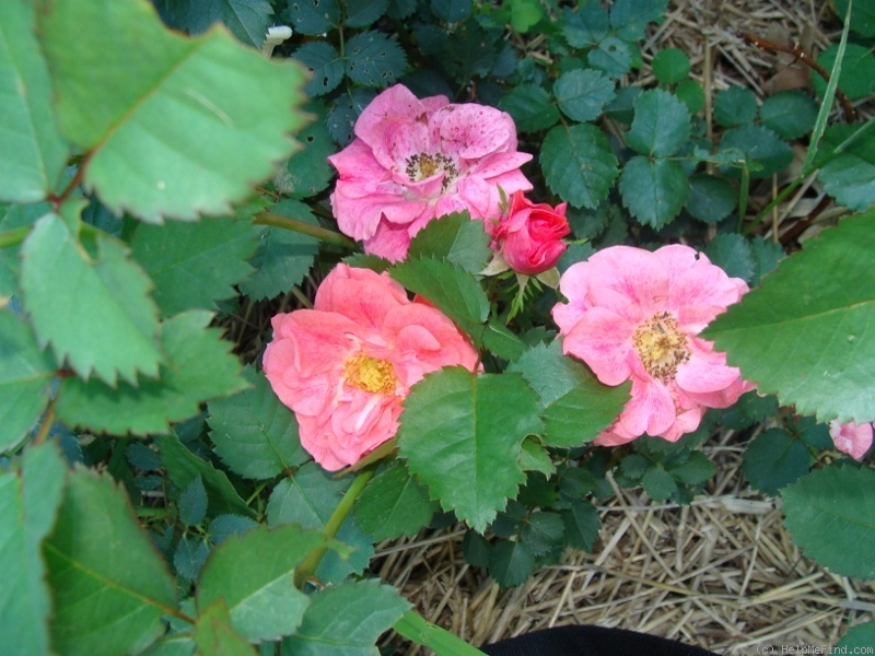 'B3604' rose photo