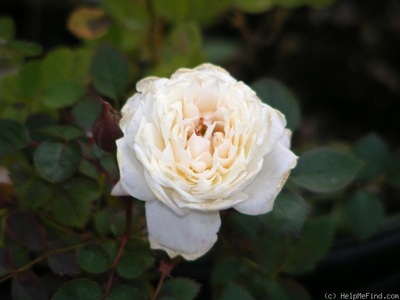 'WAP0409' rose photo