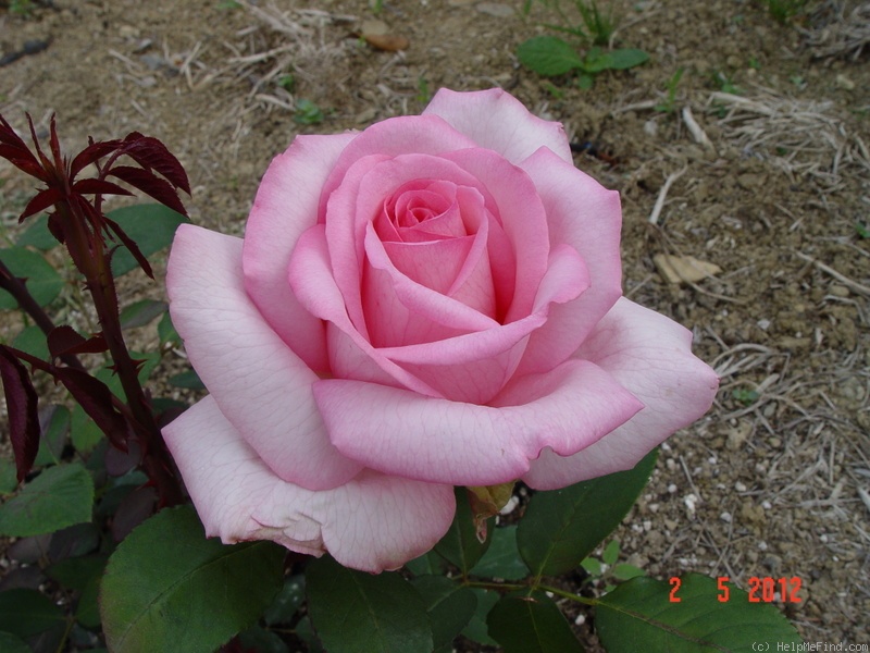 'Sweet Parole ®' rose photo