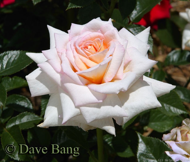 'Twinkle Little Star' rose photo