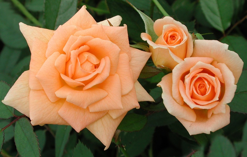 'Peach Delight ™' rose photo