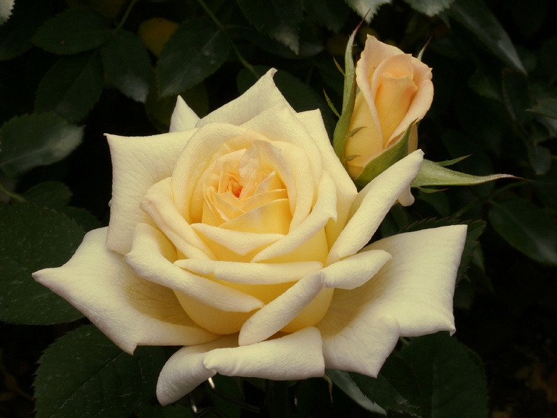 'Yantai' rose photo