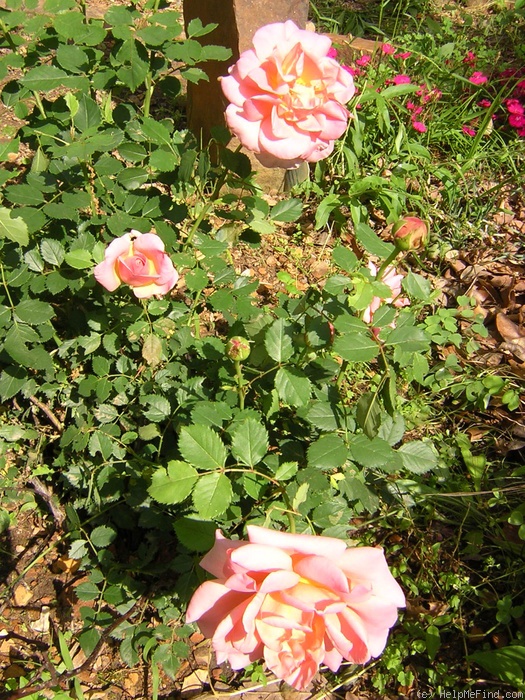 'Johanna Thuillard ®' rose photo