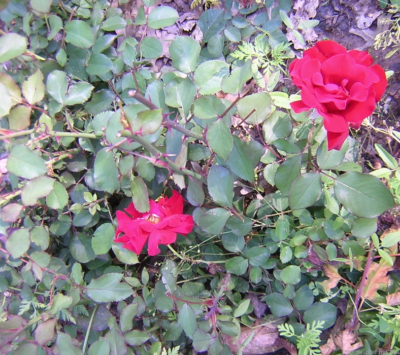 'Skaggarak' rose photo
