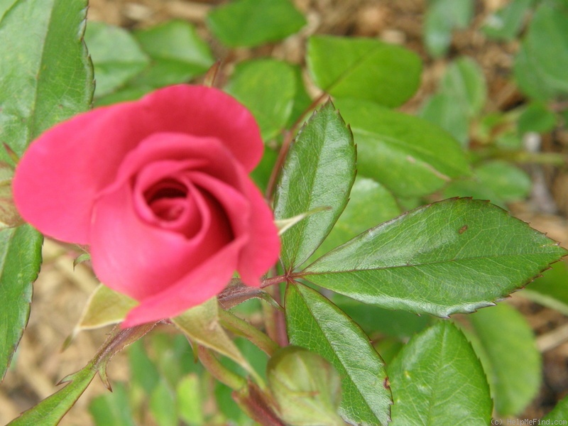'Lynnie (Shrub, Rupert, 2001)' rose photo