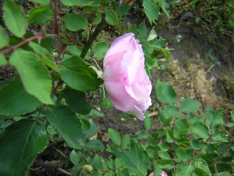 'Lisette de Béranger' rose photo
