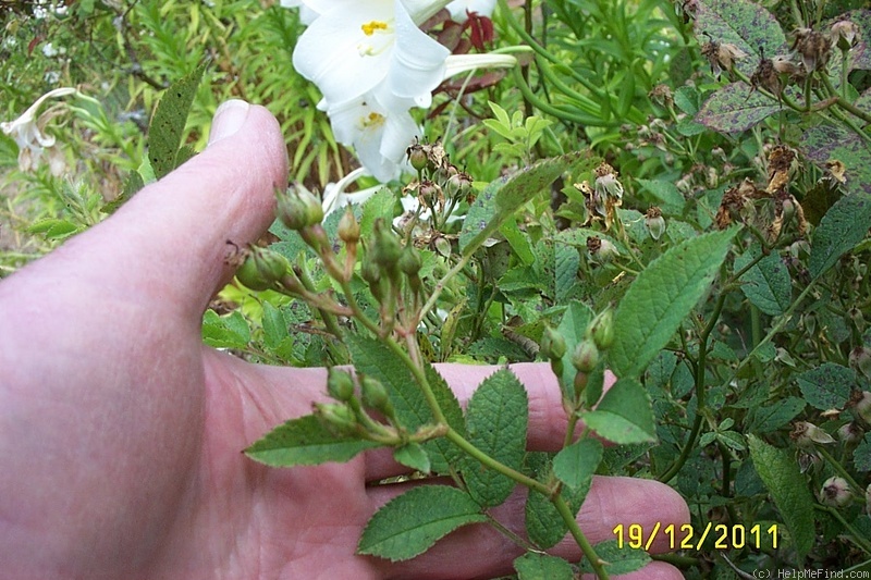 '<i>Rosa multiflora</i> 'Nana'' rose photo