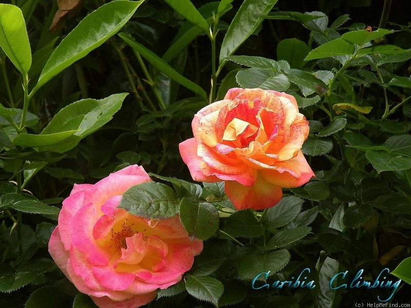 'Caribia, Cl.' rose photo