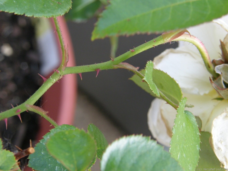 'Bolero ™ (floribunda, Mouchotte/Meilland, 2004)' rose photo