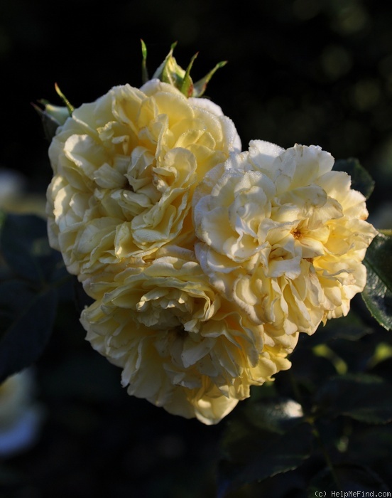 'Solero ® (floribunda, Kordes, 2000/09)' rose photo