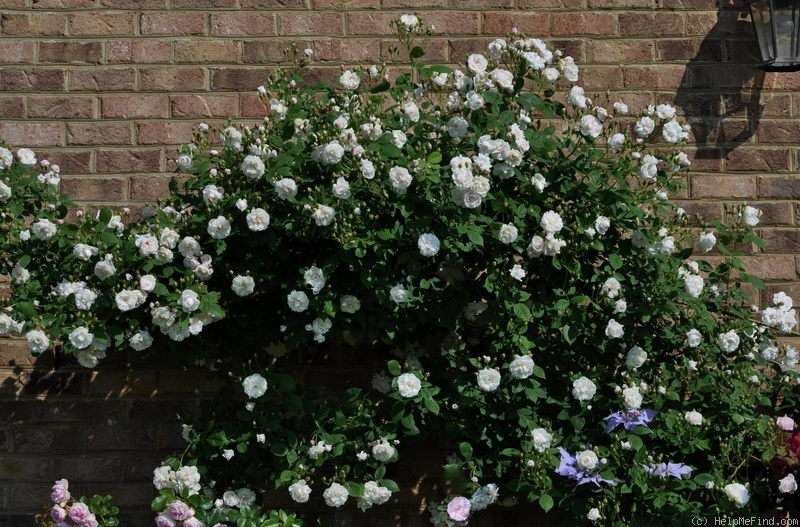 'Baltimore Belle (rambler, Feast, 1843)' rose photo