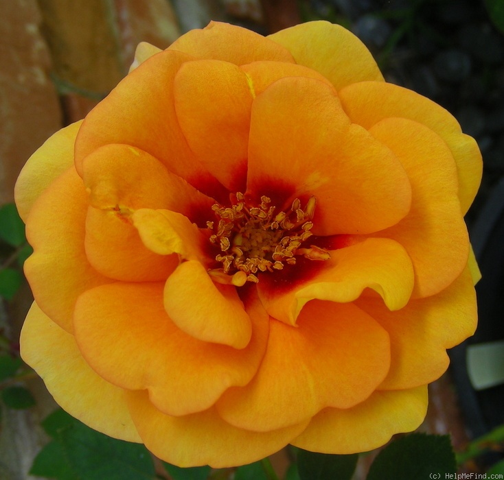 'Persian Peach' rose photo