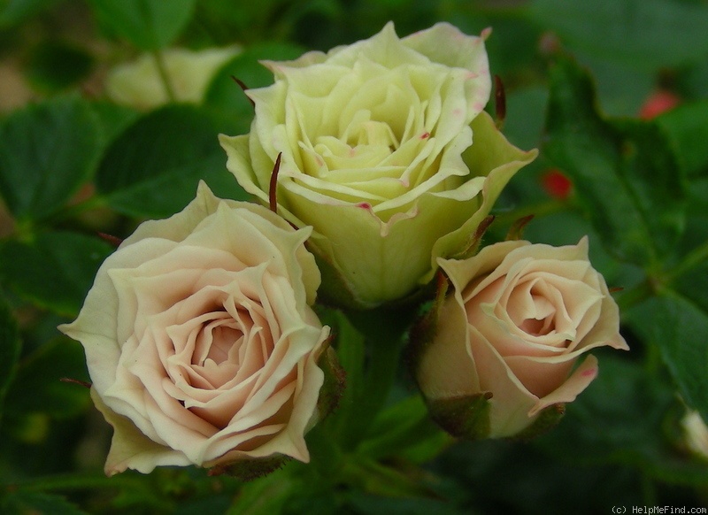 'Green Diamond' rose photo