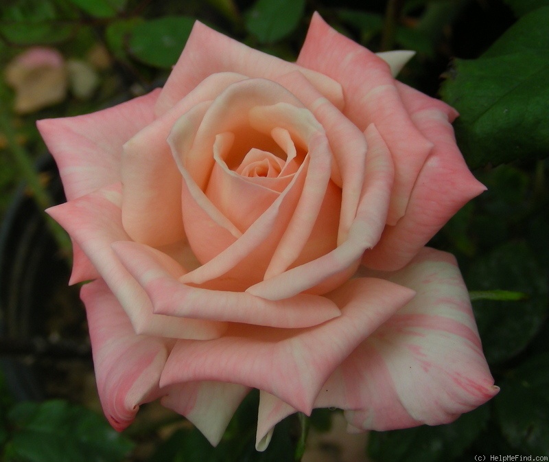 'Little Muff' rose photo