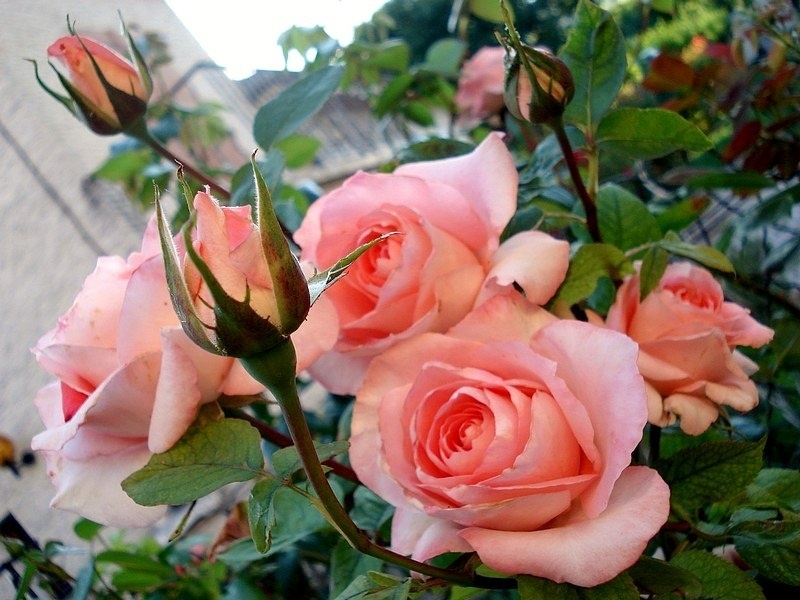 'Prestige de Lyon' rose photo