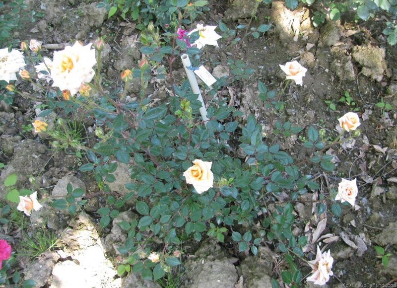 'Frine (hybrid banksia, Mansuino, 1970)' rose photo