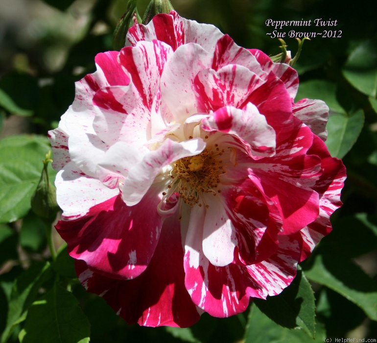 'Peppermint Twist' rose photo