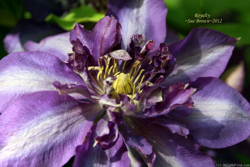 'Royalty' clematis photo