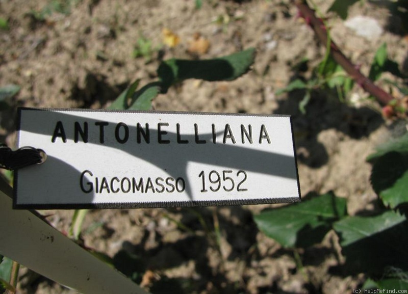 'Antonelliana' rose photo