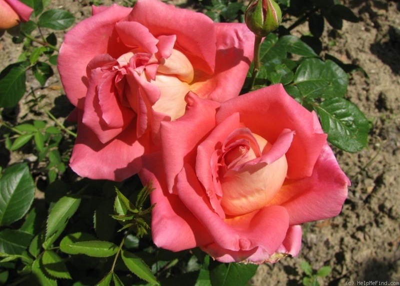 'Galleria Borghese' rose photo