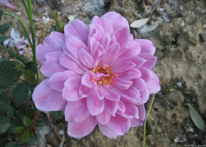 'Cosette (floribunda, Harkness, 1986)' rose photo