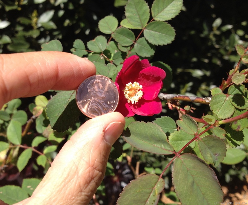 '<I>Rosa pinetorum</I> A.Heller' rose photo