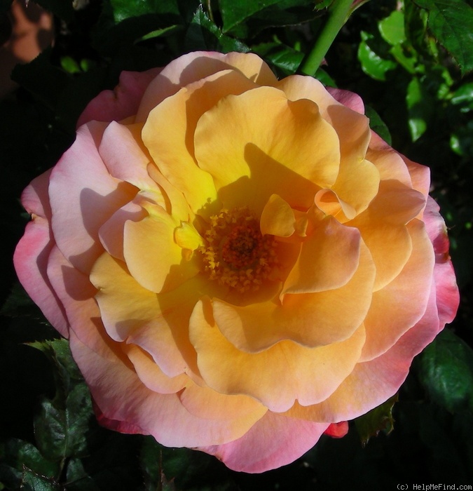 'Colorific (floribunda, Carruth 2009)' rose photo