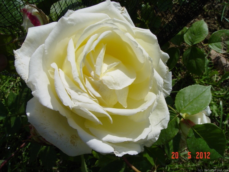 'Feu Pernet-Ducher' rose photo
