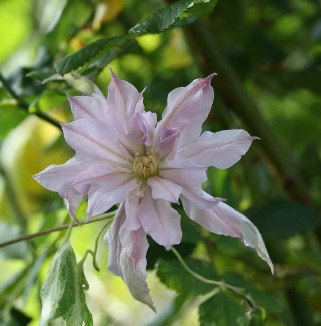 'Violet Elizabeth' clematis photo