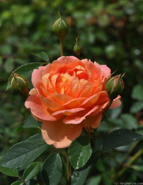 'Lady of Shalott ®' rose photo