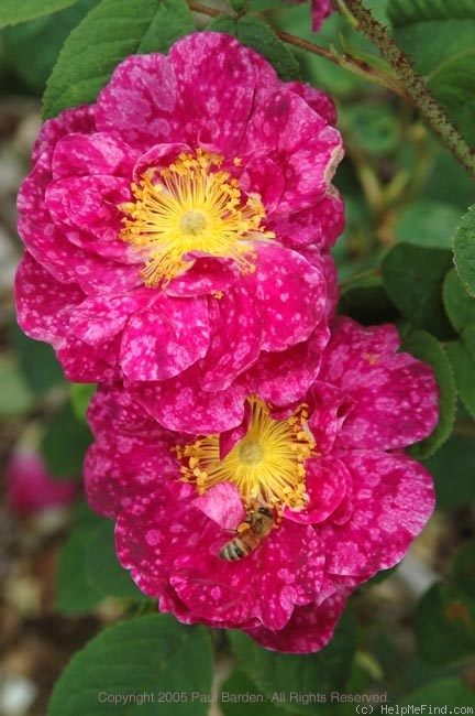 'Spotty' rose photo